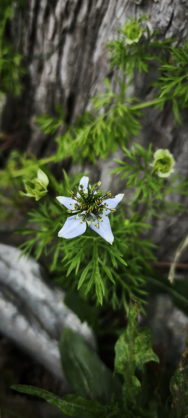 黑种草（Nigella sativa）植物原貌配图；非具体原料规格或成品功效证明；临时配图，非本公司实景