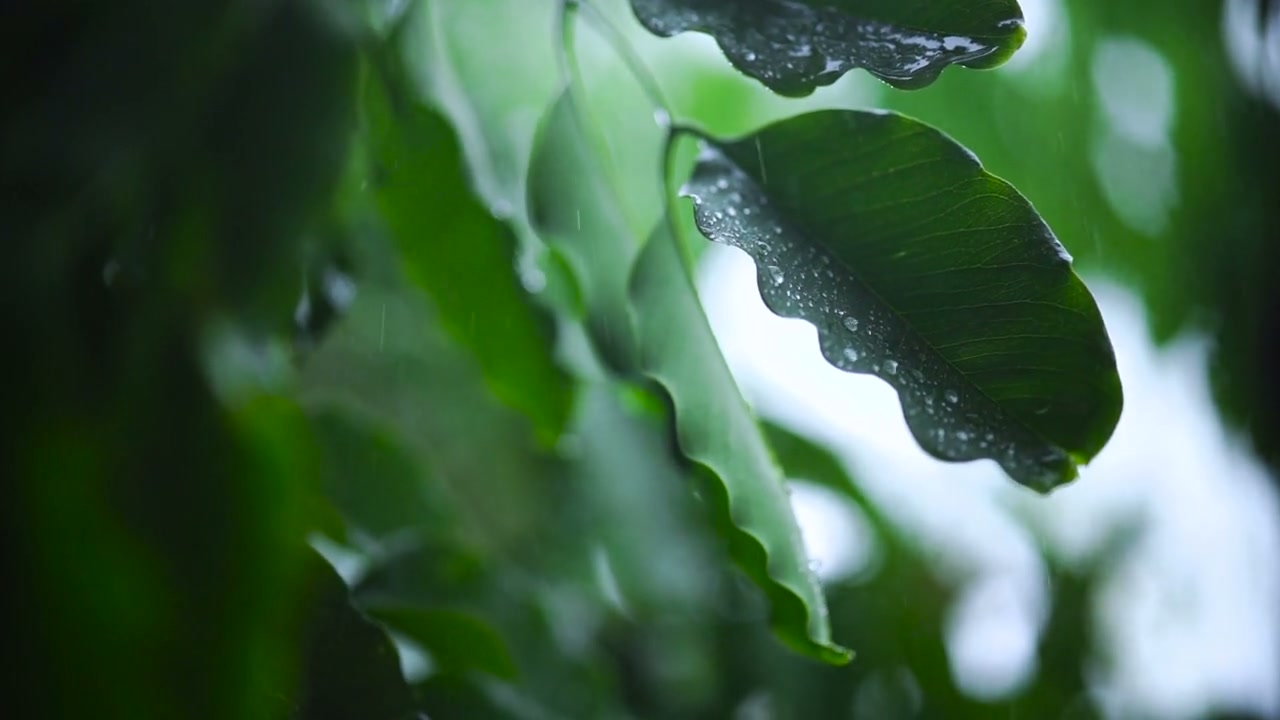 雨后绿叶上的水珠