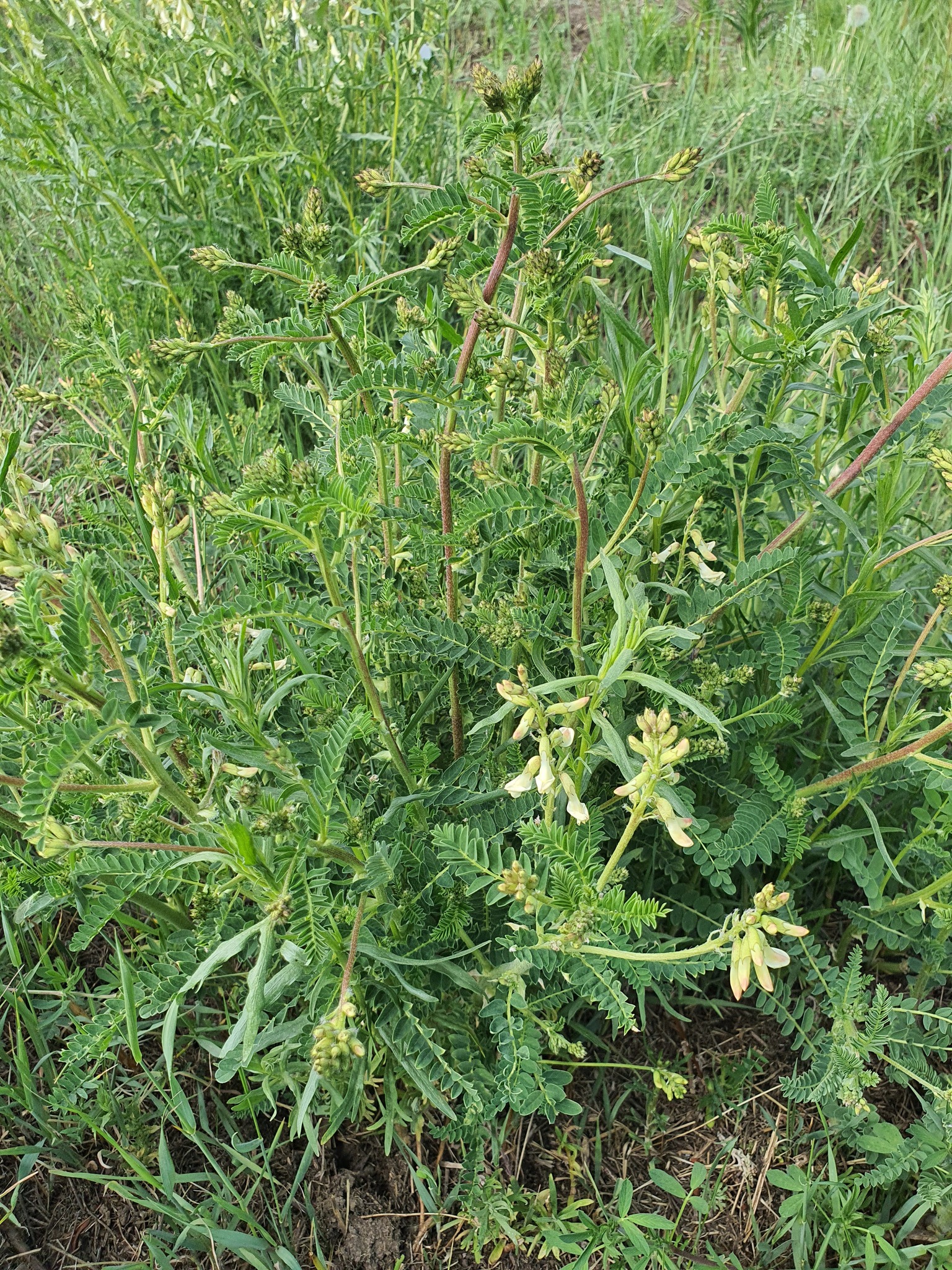 黄芪原植物（Astragalus membranaceus），原植物摄影，非原料实拍