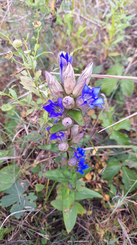 龙胆原植物（Gentiana scabra），原植物摄影，非原料实拍