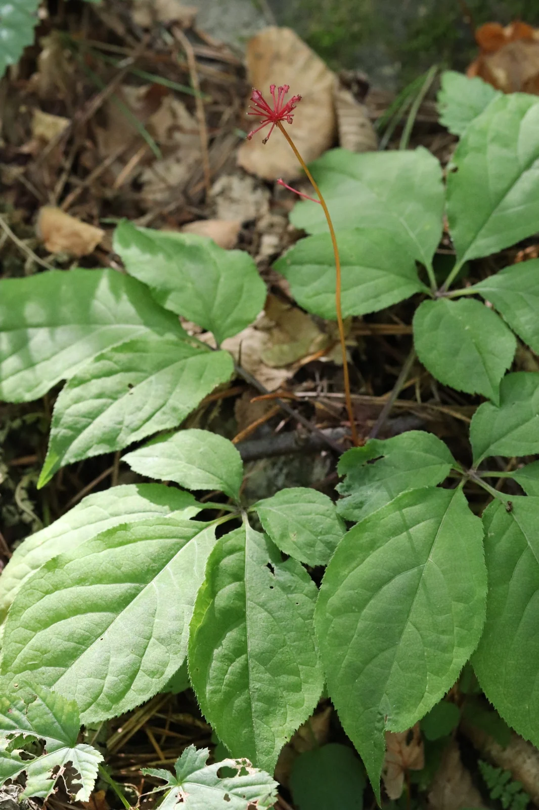 人参原植物（Panax ginseng），原植物摄影，非原料实拍