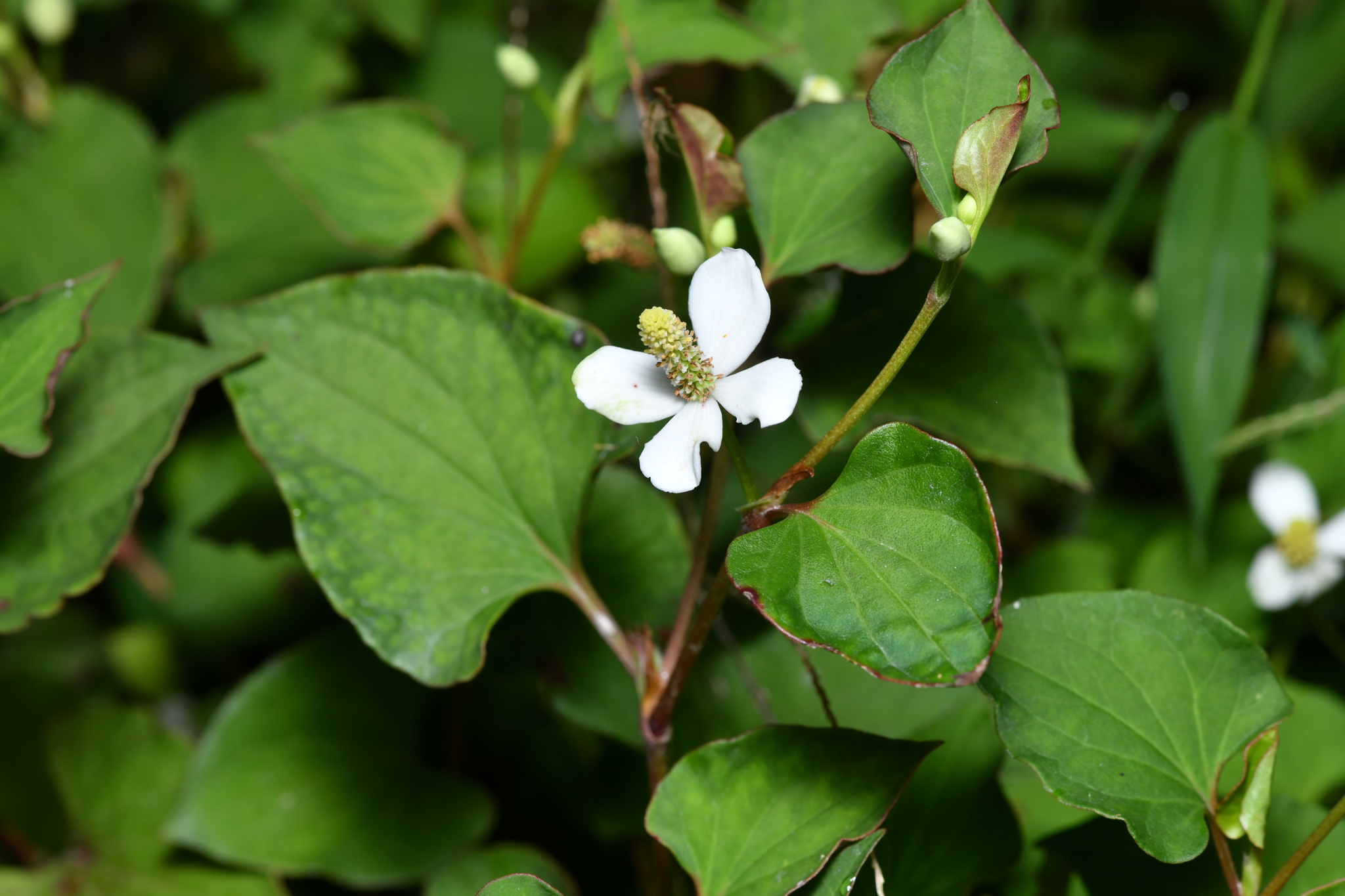 鱼腥草原植物（Houttuynia cordata），原植物摄影，非原料实拍