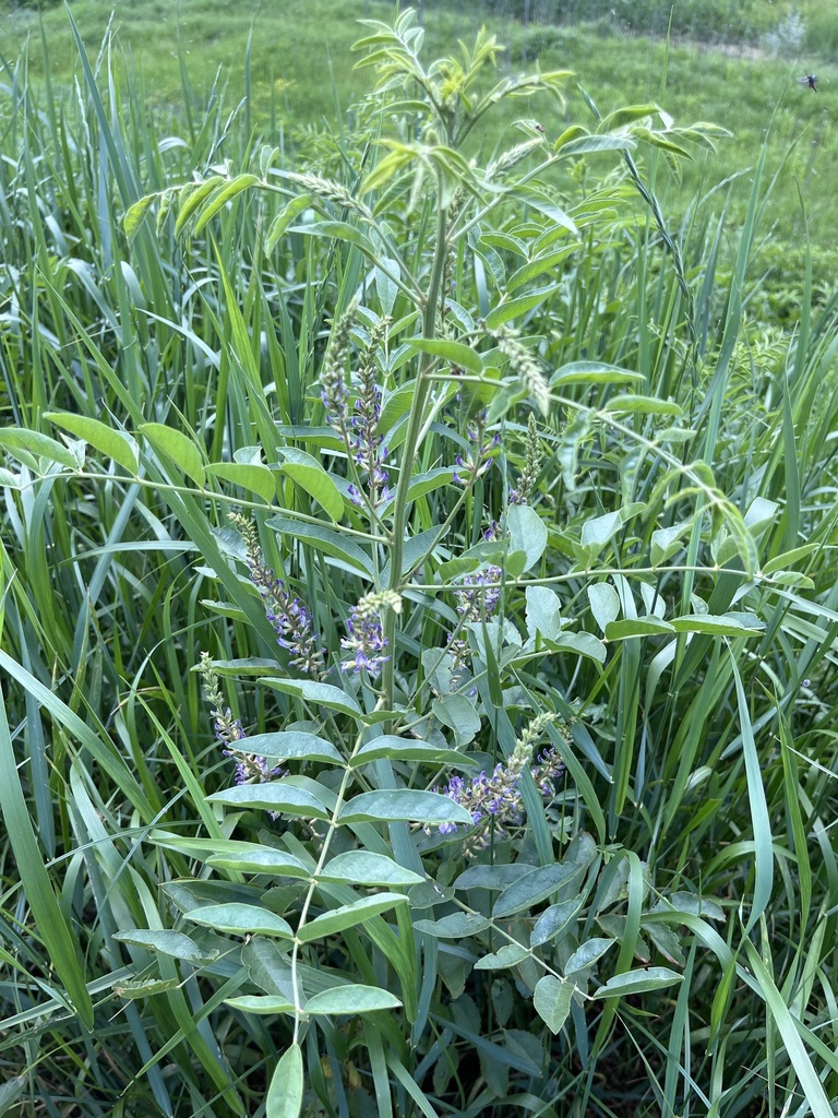 光果甘草原植物（Glycyrrhiza glabra），原植物摄影，非原料实拍