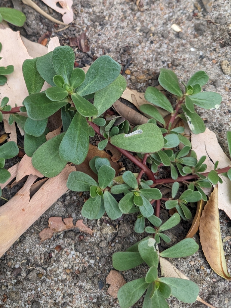 马齿苋原植物（Portulaca oleracea），原植物摄影，非原料实拍