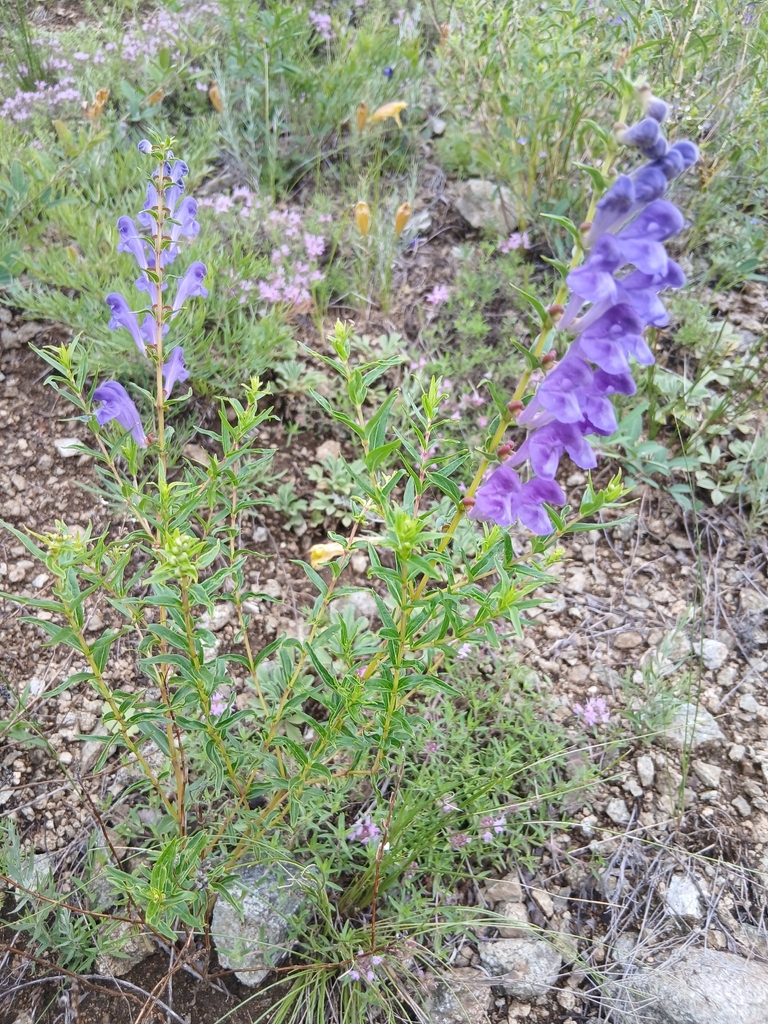黄芩原植物（Scutellaria baicalensis），原植物摄影，非原料实拍