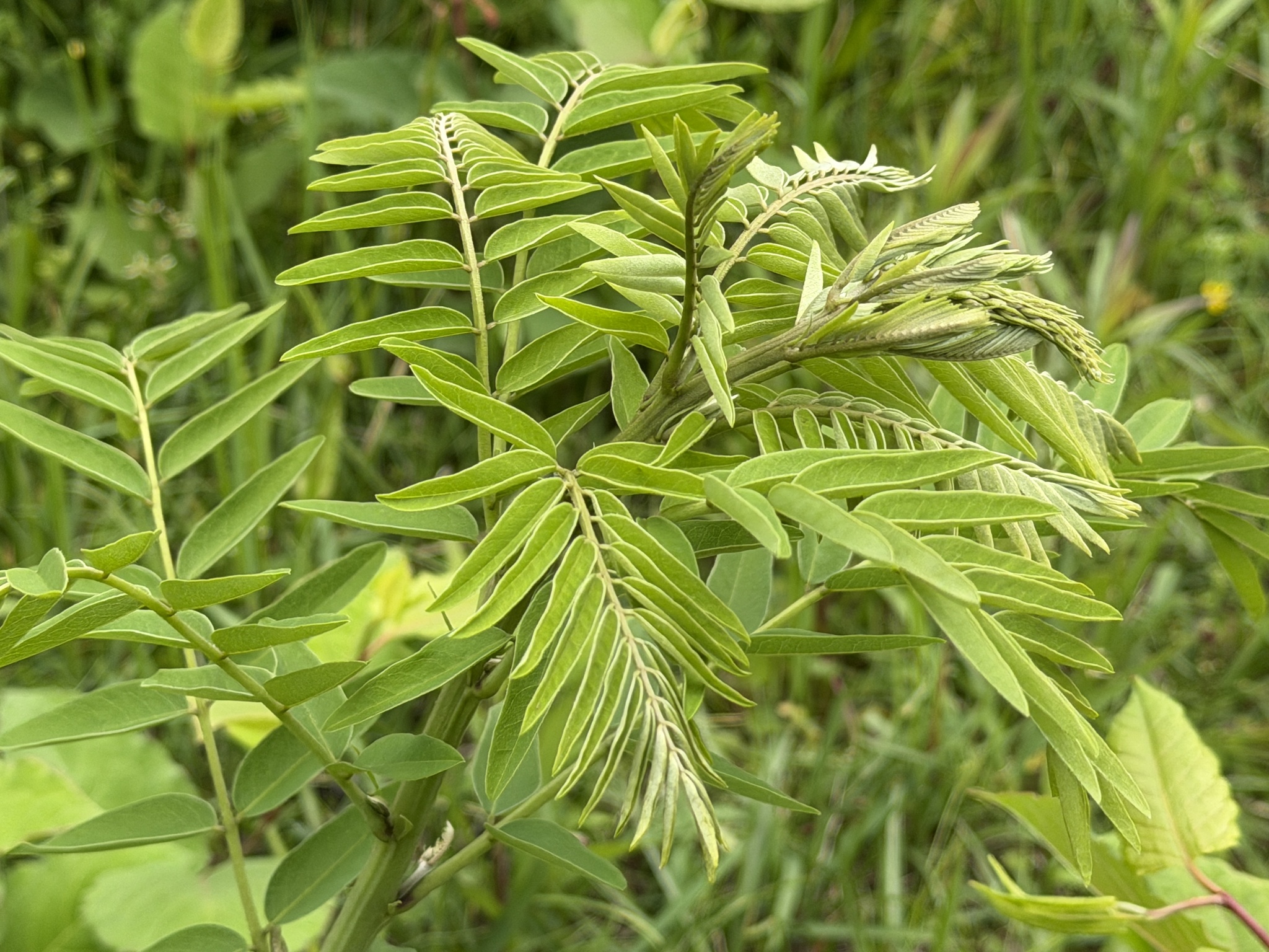 苦参原植物（Sophora flavescens），原植物摄影，非原料实拍